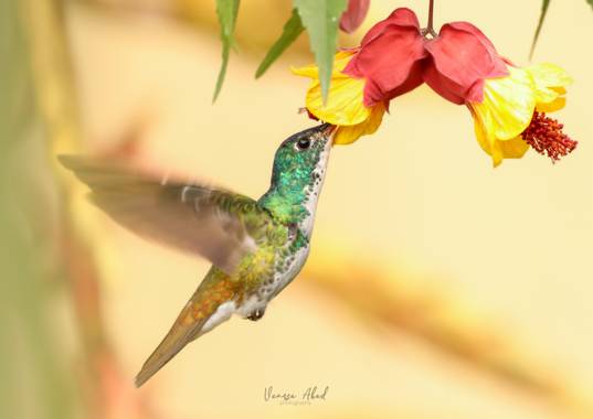 vanesaabadr en Hamelin: Fauna  (Santa Rosa de Cabal), Amazilia franciae franciae, Hace poco salí a ver aves con mi mamá, fue increíble ver su emoción con c...