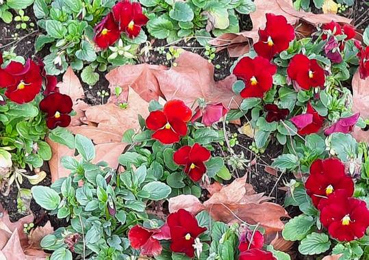 Naomi en Hamelin: Flora  (Barcelona), #flores 🌺