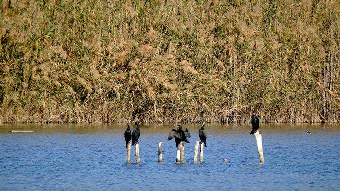 Bicirob en Hamelin: Fauna, Phalacrocorax carbo