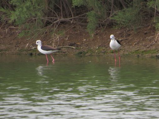 Solerantonio2 en Hamelin: Fauna  (Níjar), Himantopus himantopus (Linnaeus, 1758), Aves