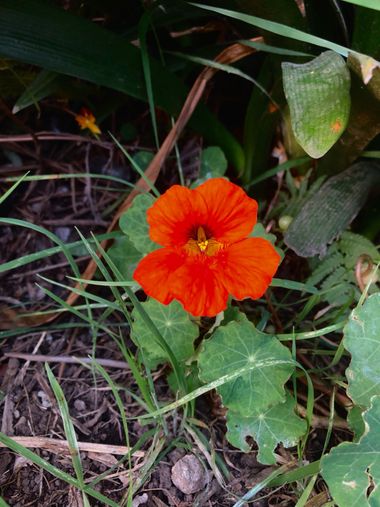 ElPippo  en Hamelin: Flora  (Mitre), #flores #flowers 