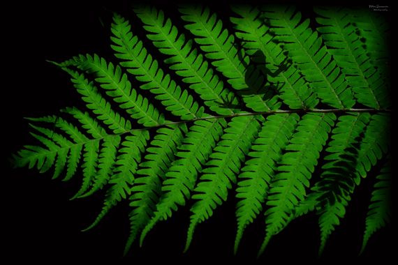 Yatoma66 en Hamelin: Flora  (Madrid), #plantas
