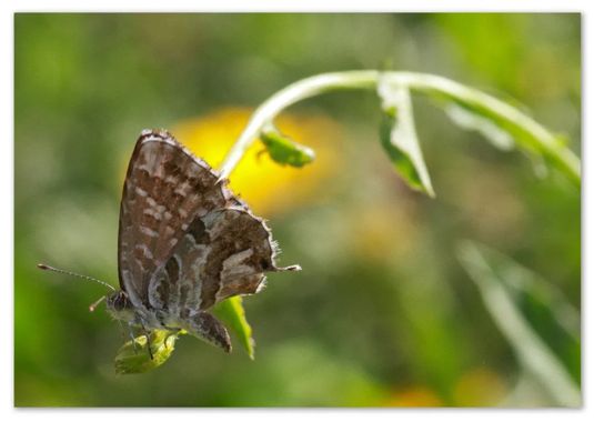 barbanegra707 en Hamelin: Fauna  (Barcelona), Cacyreus marshalli, #cumplehamelin #cacyreusmarshalli 