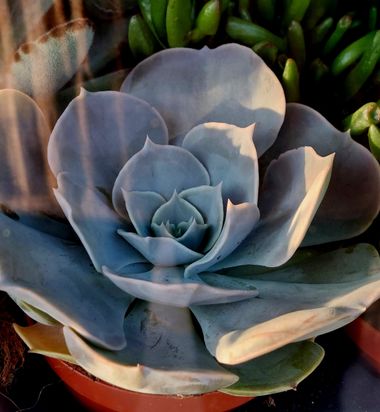 Mpinfante en Hamelin: Flora, Echeveria lilacina, # Madre perla / planta fantasma