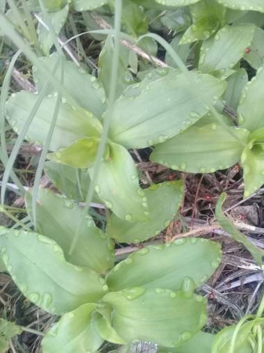 Supra3179 en Hamelin: Flora  (Chajarí), El rocio de la mañana en sus bellas hojas 🌱