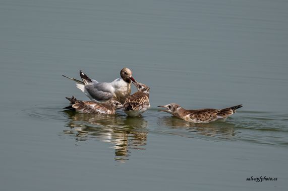 Salvapf en Hamelin: Fauna  (Amposta), Chroicocephalus ridibundus (Linnaeus, 1766), #aves