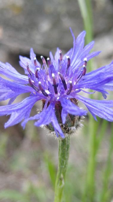 msegram en Hamelin: Flora  (Carbellino), Cyanus segetum, Centaurea cyanus o Cyanus segetum
Aciano, azulejo o pincel.
#flora #flor #flor