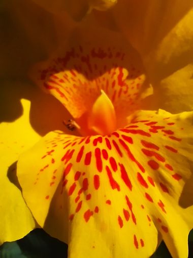 danielhincapie230979 en Hamelin: Flora  (Copacabana), #flora #flores #biodiversidad 