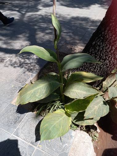 olgabijoux.ot en Hamelin: Flora  (Luján de Cuyo), Canna indica