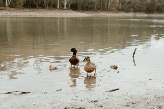Elenagil.ph en Hamelin: Fauna, #aves #patos #naturaleza #beautiful #ave 