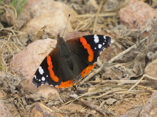 Solerantonio2 en Hamelin: Fauna  (Níjar), Vanessa atalanta (Linnaeus, 1758), Insecto mariposa
