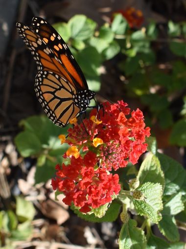 Solerantonio2 en Hamelin: Fauna  (Almería), Mariposa monarca
