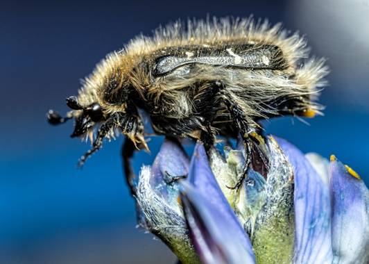 ramonportellano en Hamelin: Fauna  (Júzcar), La Tropinota squalida es una especie de coleóptero de la familia Scarabaidae #insectos #fauna #primavera 