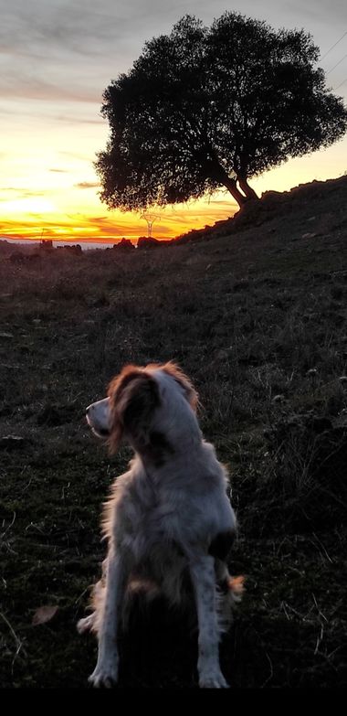 Luroca7933 en Hamelin: Paisaje  (Almodóvar del Campo), Anocheciendo en sierra madrona
#minasdelhorcajo
#valledealcudia
