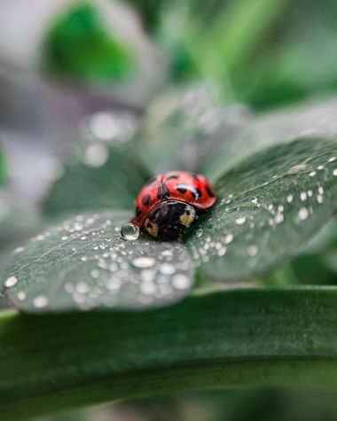 Flprezzavento en Hamelin: Fauna  (Ciudad de Buenos Aires), #naturaleza #nature #naturelovers #mariquita #hojas #insectos #fauna #fauna20 #animal #macro #ma...