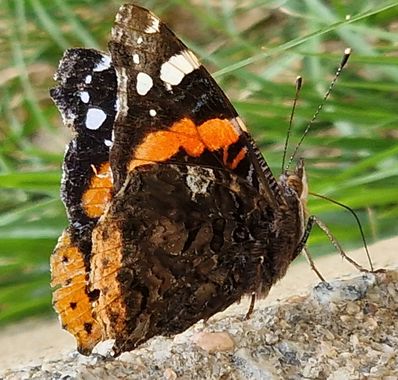 Lauratduch en Hamelin: Fauna  (Spain), Vanessa atalanta (Linnaeus, 1758), Mariposa # fotomovil