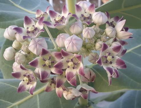 Gonzaleznelsond en Hamelin: Flora, Calotropis procera, #flor