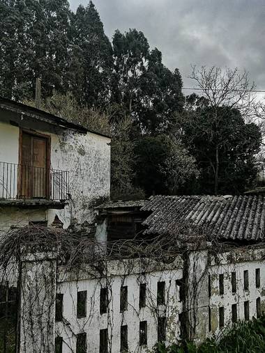 Susandresro en Hamelin: Paisaje  (Lugo), Eucalipto y casa abandonada. 