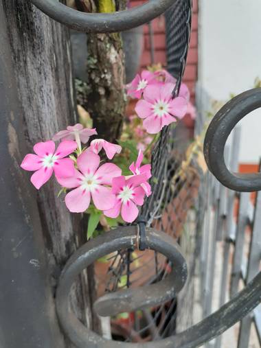 #adrimoreno en Hamelin: Flora  (Cartago), Phlox drummondii, Flor#rosa#pequeña#hermosa#naturaleza#adrimor@afrodita2081