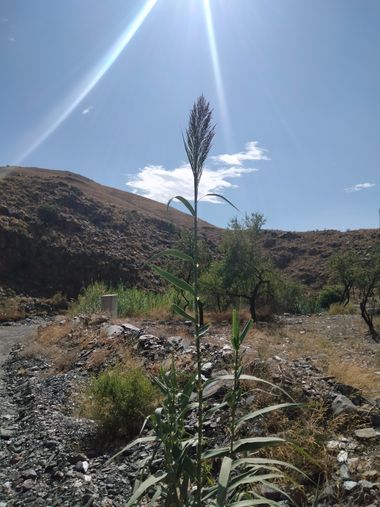 Solerantonio2 en Hamelin: Flora  (Gérgal), Arundo donax, Planta