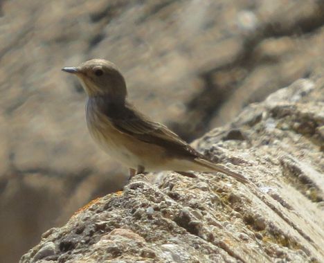 Solerantonio2 en Hamelin: Fauna  (Níjar), Muscicapa striata (Pallas, 1764), Ave