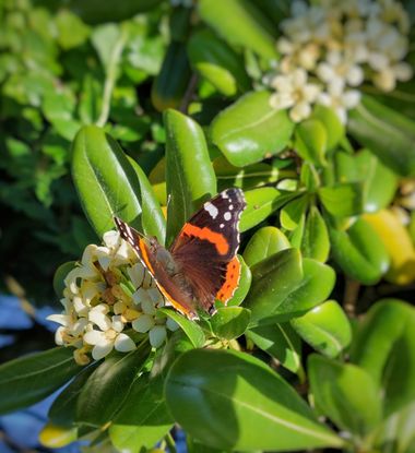 Mpinfante en Hamelin: Fauna 