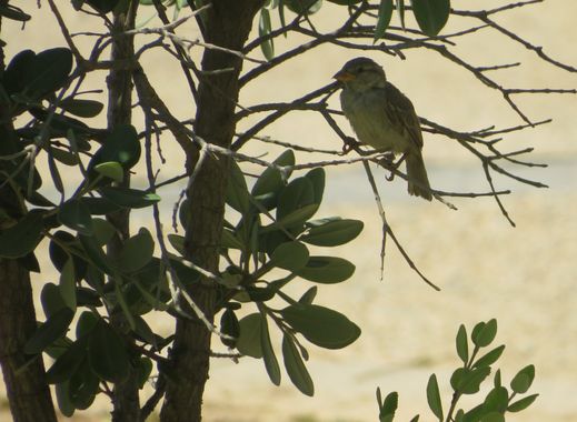 Solerantonio2 en Hamelin: Fauna  (Almería), Gorrion comun