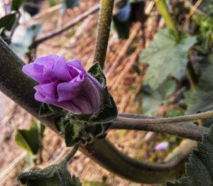 Naomi en Hamelin: Flora  (Barcelona), Malva arborea, #flor 
