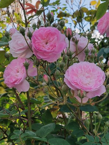 Mpinfante en Hamelin: Flora, No sé si es esta variedad, pero son flores también. Quien se las quiera dedicar a sí misma, esta es mi humilde propuesta. De ...