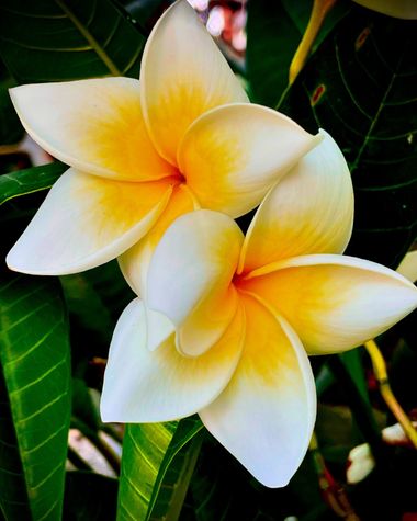 Juanatlantida82 en Hamelin: Flora, Plumeria alba, #floresamarillas 
