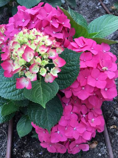 auricahk en Hamelin: Flora, Hydrangea macrophylla, Costa del sol garden 
