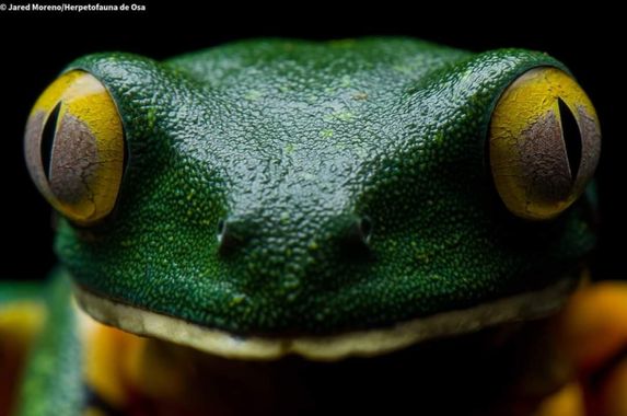JaredMoreno59 en Hamelin: Fauna, Cruziohyla sylviae (Silvia