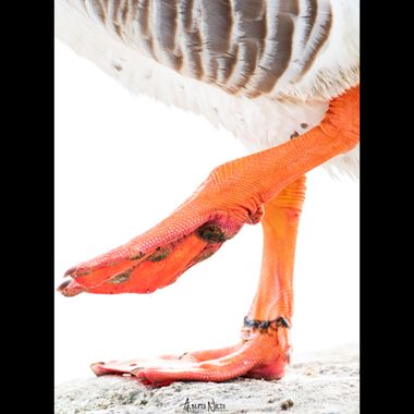 albertonieto.nature en Hamelin: Fauna  (Malpartida de Cáceres), Paso plano 
#pata #plumas #ave #agua #ansar #patos 