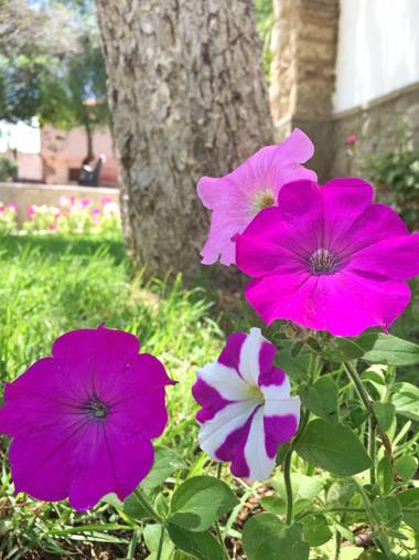 Marcos Arnold en Hamelin: Flora 
