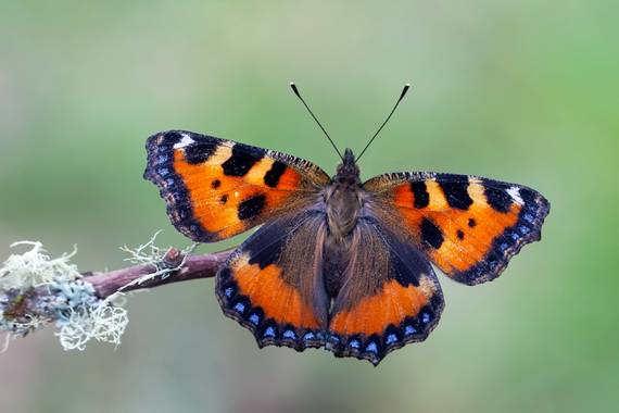eldruida en Hamelin: Fauna  (A Veiga), Aglais urticae (Linnaeus, 1758), #mariposa #butterfly #macro 
