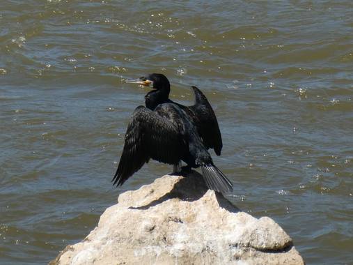 carreteviajero en Hamelin: Fauna  (Castronuño), Phalacrocorax carbo (Linnaeus, 1758), El cormorán grande  es una especie de ave suliforme de la familia Pha...