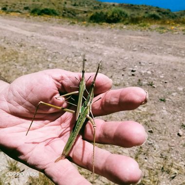 Solerantonio2 en Hamelin: Fauna  (Níjar), Saltamontes