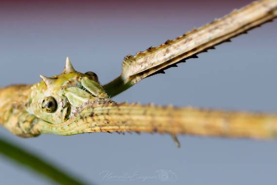 Florentinoeugenio en Hamelin: Fauna  (Coslada), #bichopalo 