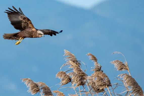 Felicia.sabater en Hamelin: Fauna  (Viladecans), Circus aeruginosus (Linnaeus, 1758), #ausdeldeltadelllobregat #catalununya #rapaces 