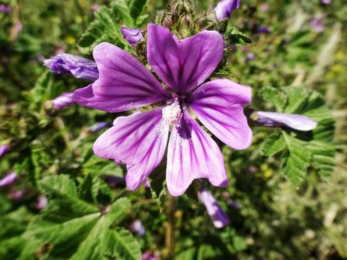 Mivilor68 en Hamelin: Flora  (Ponferrada), Malva sylvestris, Malva común
#flora21 
#floresdeprimavera 