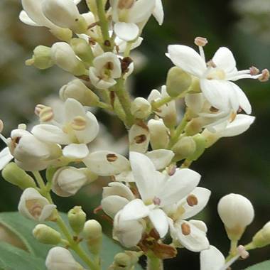 Mariano G en Hamelin: Flora  (San Nicolás), Flor de Ligustrina (Argentina)

Dícese que es un arbusto nativo de Guatemala, silvestre y abundante en los bosq...