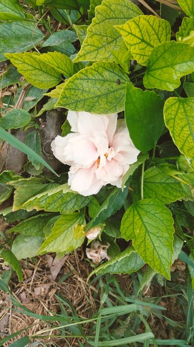Solerantonio2 en Hamelin: Flora  (La Vega de Acá), Hibiscus mutabilis, Planta