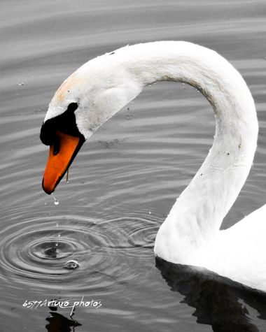 ARTURO  en Hamelin: Fauna  (Gerona), Cygnus olor (Gmelin, 1789), #cisne 