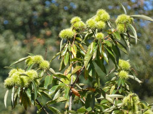 mariale en Hamelin: Flora, Castanea sativa, 📸 #marialemdza
jueves, 08/09/2022 Erizos de las castañas 
#Castaños #castañas #erizosdecastaña #castaño #frut...