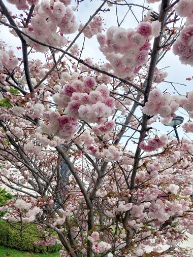 Mpinfante en Hamelin: Flora, Prunus serrulata, Como los cielos despejados son muy aburridos ( ja ja ja ) voy a romper una lanza en favor de quien mire arr...