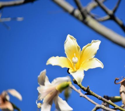 Solerantonio2 en Hamelin: Flora  (Almeria), Planta