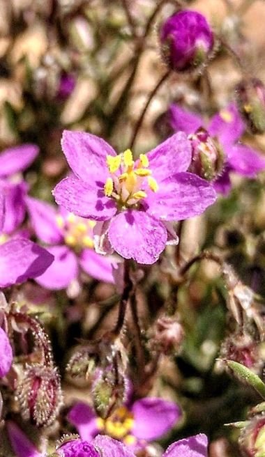 msegram en Hamelin: Flora  (Carbellino), Spergularia purpurea.
También, arenaria roja, arenaria púrpura o esparcilla.

 #flower #plants #flor #flores #flor...