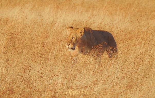 olaya96fg en Hamelin: Fauna  (Narok), Leona, en los primeros rayos de sol, en Masai Mara.