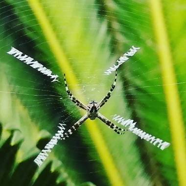 Kenyjimenez9 en Hamelin: Fauna  (San Pelayo), #Arañadejardin