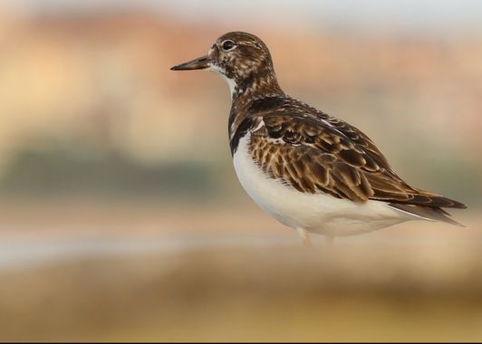 Eritz.cortazar en Hamelin: Fauna  (Guecho), Arenaria interpres (Linnaeus, 1758), vuelvepiedras común
.
.
.
#aves
